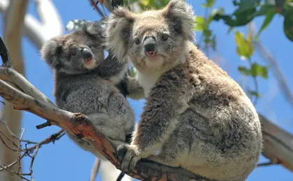 Puffing Billy and Healesville Sanctuary scenic bus tour