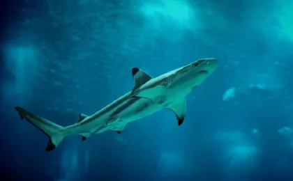 Lisbon Oceanarium entrance tickets