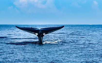 Mirissa Whale Watching Tour From Koggala