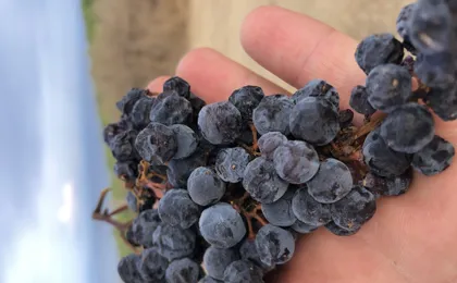 Wine tasting and visit to Ripalte design winery