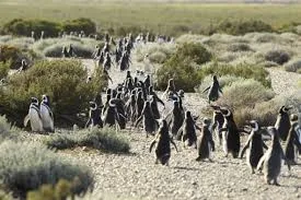 Punta Tombo Penguin Reserve - Full day tour