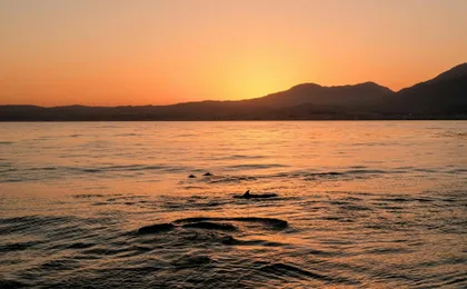 Sunset boat tour with complimentary drink in Fuengirola