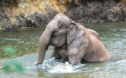 Koh Samui Elephant Experience