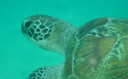Kisite Marine Park snorkelling tour with Pilli Pipa dhow