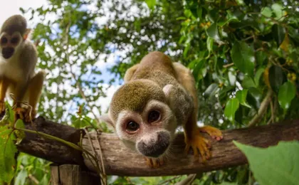 Monkeyland Safari and Countryside Home Visit