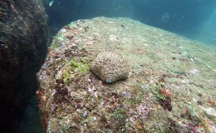 Scuba Diving in Unawatuna