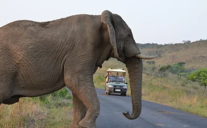 Hluhluwe Imfolozi Safari Day Tour (7)