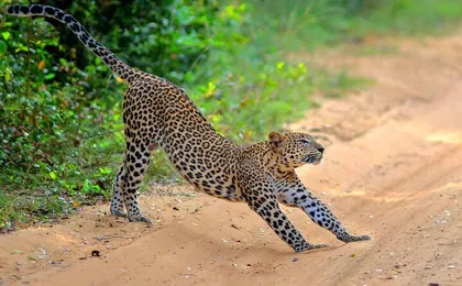 Wilpattu Half Day Safari From Anuradhapura