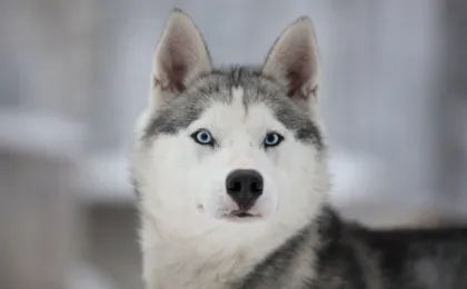Levi self-driving husky sled tour