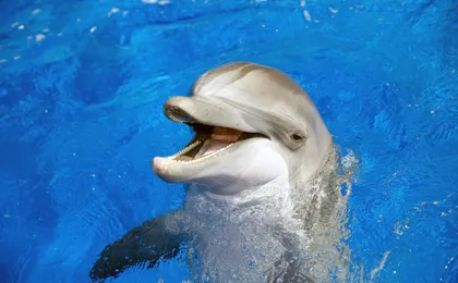 Marineland Catalunya with Transport