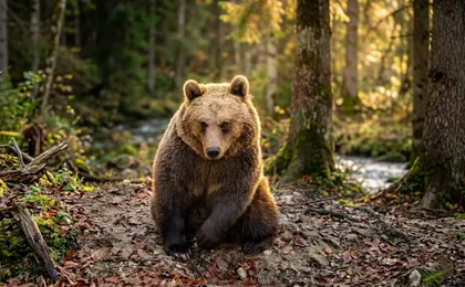 Libearty Bear Sanctuary and Bran Castle private full-day tour