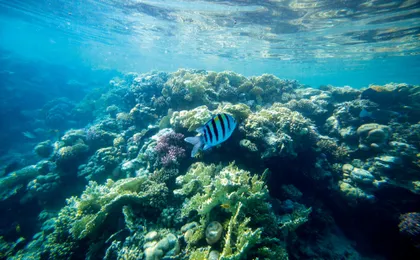 Full-day snorkelling cruise to Mahmya Giftun Island in Hurghada