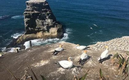 Muriwai Beach and Gannet Eco Tour with Wine Tasting