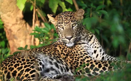 Wilpattu Half Day Safari From Anuradhapura