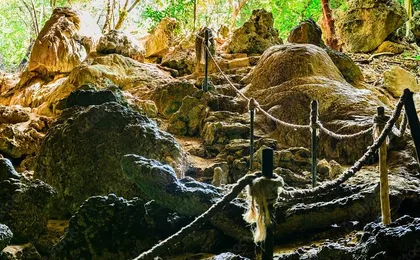 Private Full-Day: Dolphin & Monkey Jungle Adventure