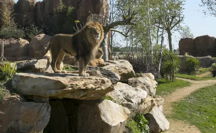 Entrance ticket for ZooParc de Beauval