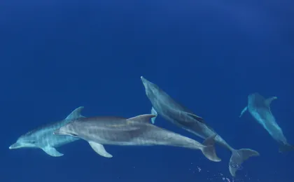 Sardinia Dolphin Watching Boat Cruise