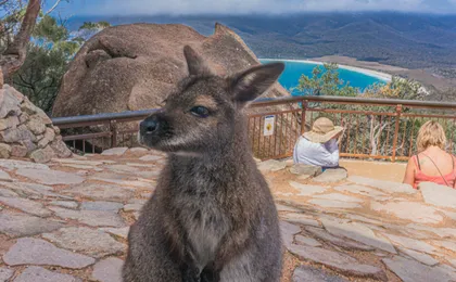 Wineglass Bay and Freycinet National Park Day Tour