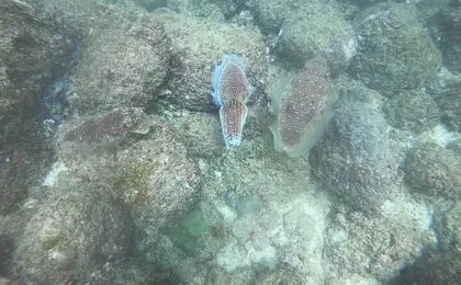 Snorkeling in Unawatuna