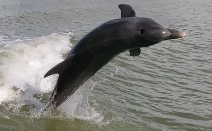 Everglades National Park wildlife and beach expedition