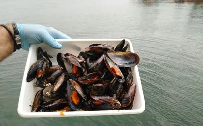 Vigo estuary tour with mussel tasting and wine from Cangas