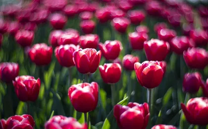 Windmill Cruise and Access to Keukenhof Gardens with Audioguide