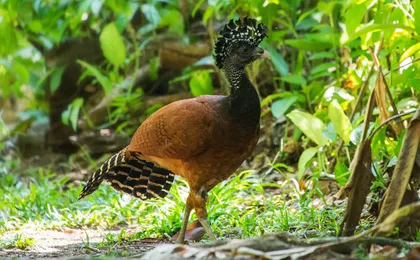 Hacienda Baru Wildlife Nature Tour from Manuel Antonio