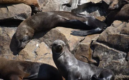 Seal viewing tour in Plettenberg Bay