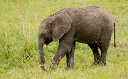 Tsavo East, Taita Hills and Salt Lick three-day safari from Mombasa