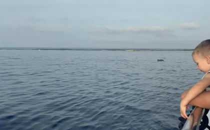 Pula dolphin-watching boat tour with dinner on board