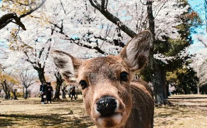 Eigo Tour - Walk in Nara City