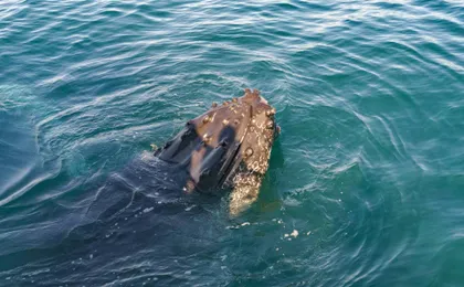 Puerto Vallarta whale-watching catamaran tour