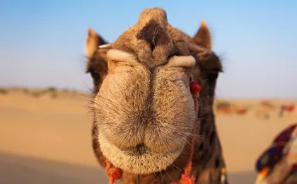 Camel ride in Marrakech Palm Grove