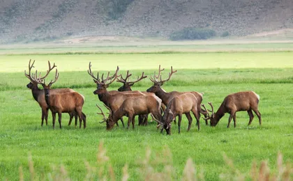 Summer and fall wildlife sunset safari from Jackson Hole