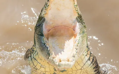 Spectacular Jumping Crocodile Cruise on the Adelaide River