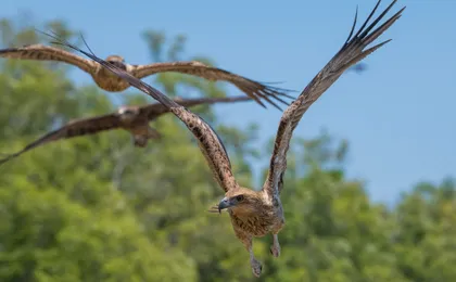 Spectacular Jumping Crocodile Cruise on the Adelaide River