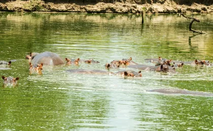 Nyerere National Park one-day safari with flights from Zanzibar