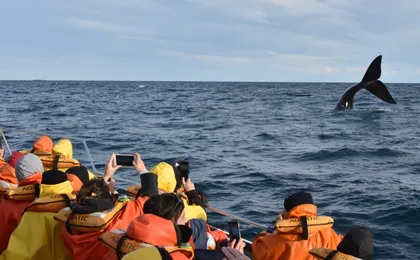 Peninsula Valdes and Whale Watching Tour from Puerto Madryn