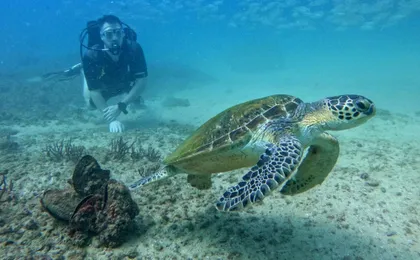 Fujairah two dives for certified divers