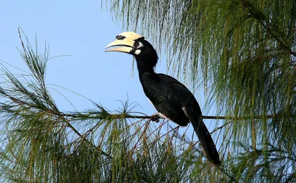Desaru Coast birdwatching guided experience