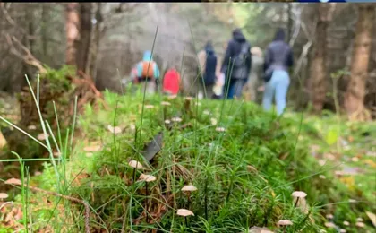 Guided mushroom foraging hike in Flensburg
