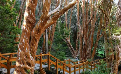 Sail to Victoria Island and Arrayan Forest from Bariloche