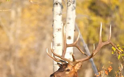 Summer and fall wildlife sunset safari from Jackson Hole