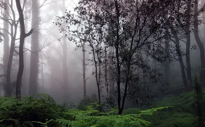 Sinharaja Rain Forest Tour from Tangalle