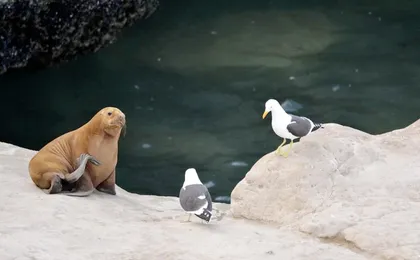 Peninsula Valdes and sea lions reserve tour from Puerto Madryn