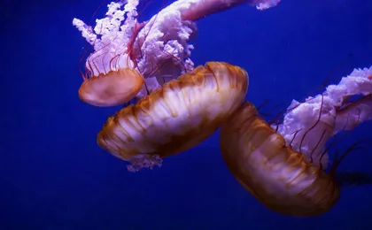 Oceanografic entrance tickets