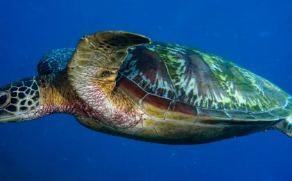 Aquarium of the Pacific Tickets