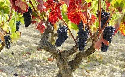 Wine cellar visit and tasting with lunch included  in La Rioja