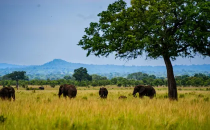 Mikumi National Park one-day safari with flights from Zanzibar