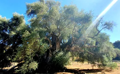 Discover Wonderful Gallura with Lunch